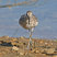 Willet